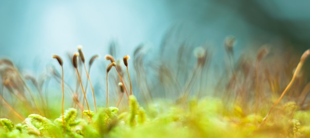 natuur meditatie