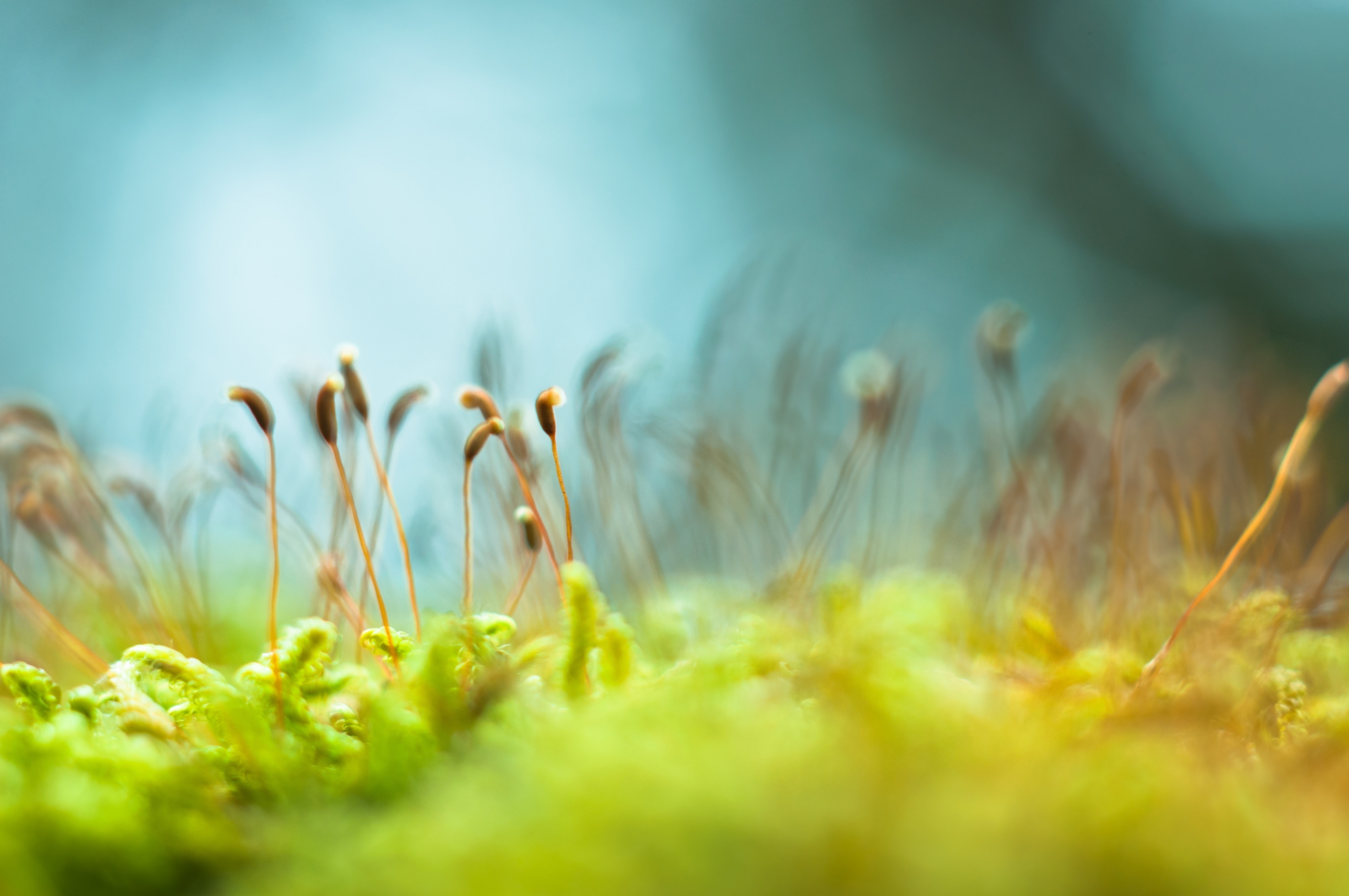 natuur meditatie